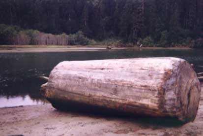 Redwood Log