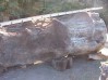 One of a kind whole burl log found at mill pond where left around 1860s.